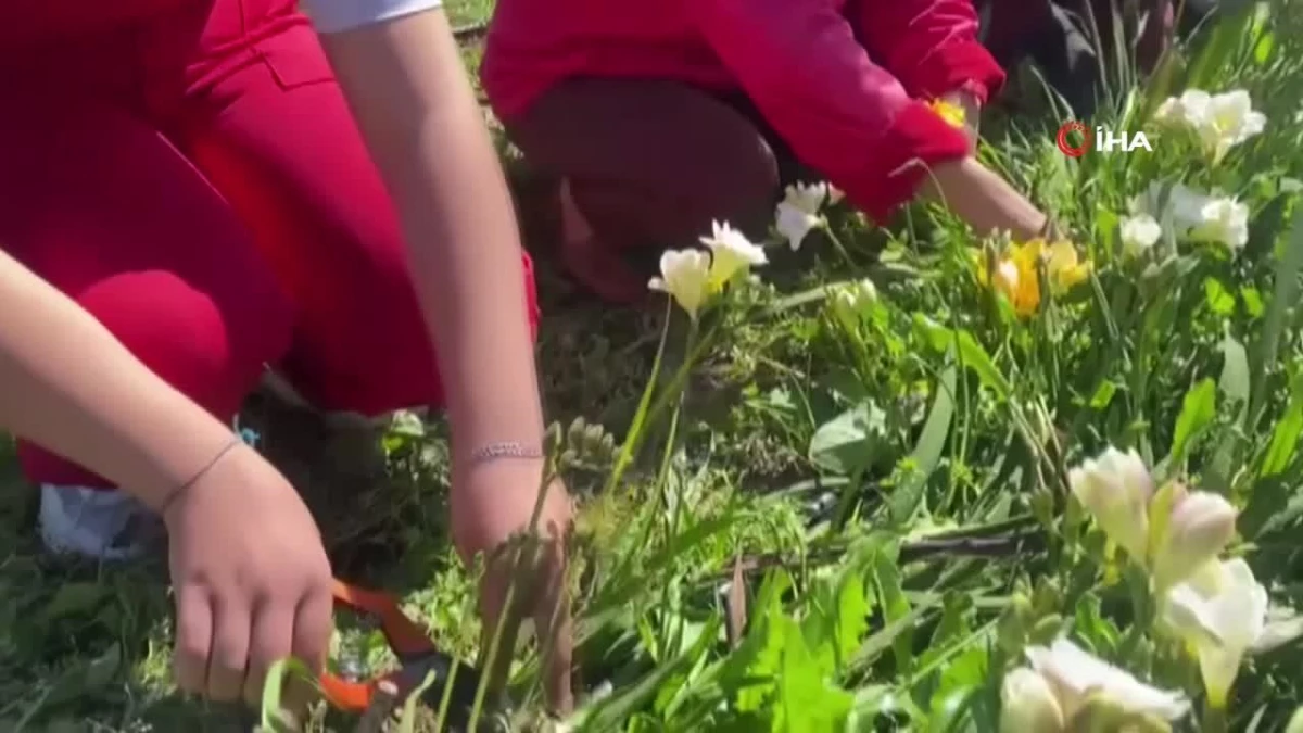 Tarım Lisesi öğrencileri ilk defa kesme çiçek yetiştirdi
