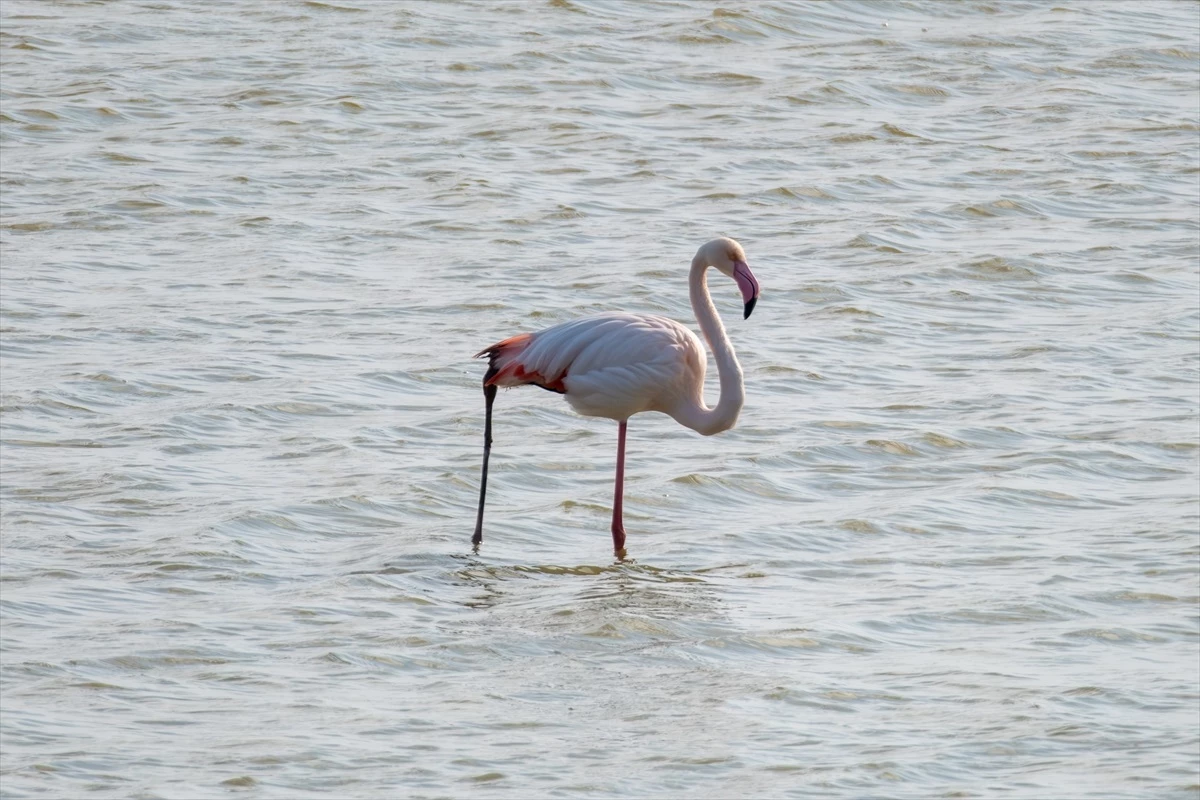 Yaralı flamingo Karataş\'ta görüntülendi