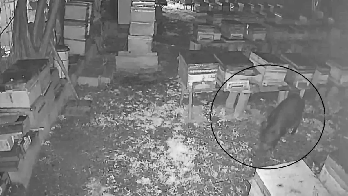 Arılıkta gezintiye çıkan domuzlar böyle görüntülendi