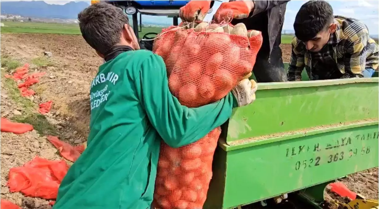 Diyarbakır\'ın Ergani ilçesinde patates ekimi başladı
