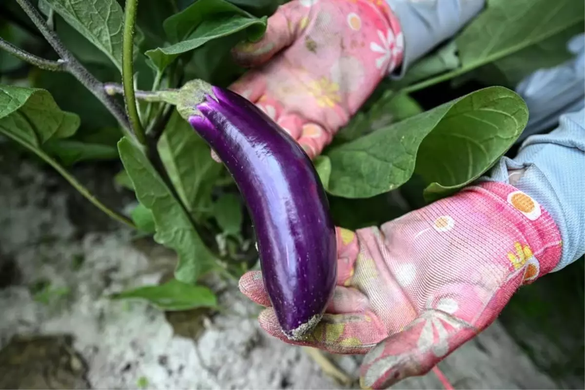 Çin\'in Hainan eyaletinde tarım ve fotovoltaik enerji birleşiyor