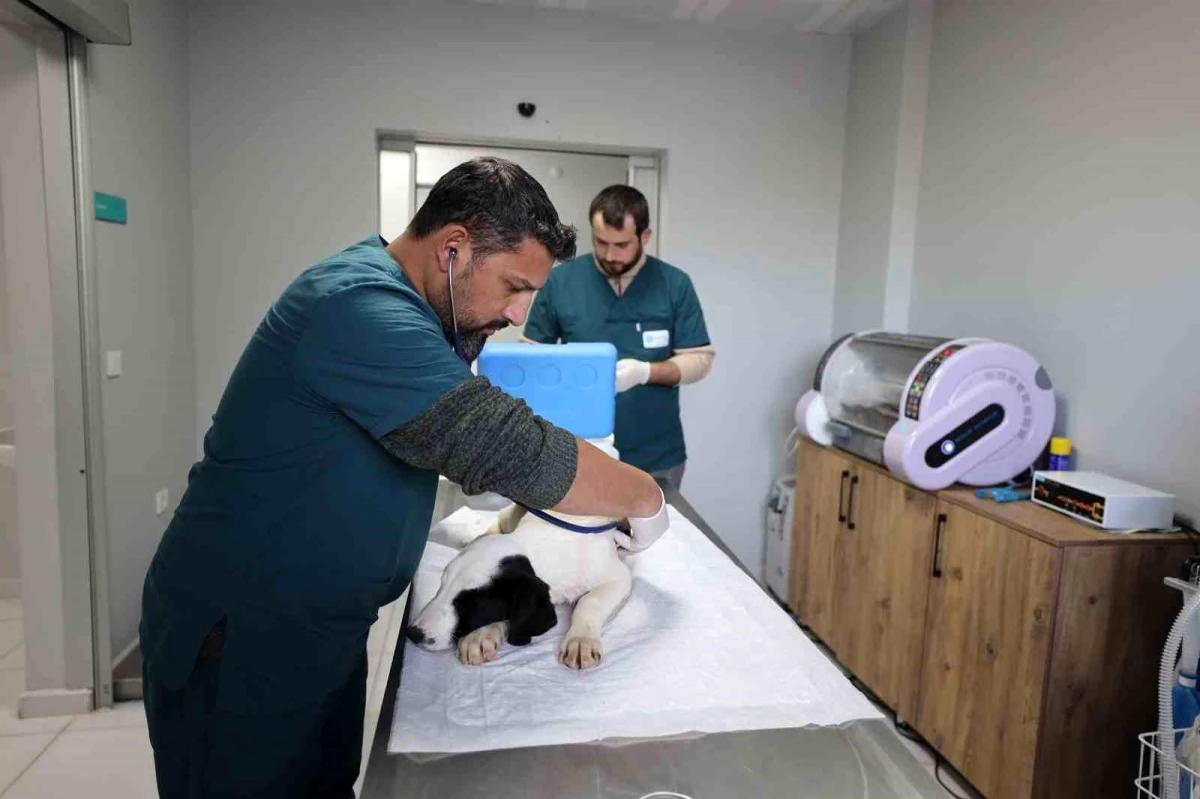 Başiskele Belediyesi Proteo Sokak Hayvanları Rehabilitasyon Merkezi\'nde 3 Bin 200 Hayvan Tedavi Edildi