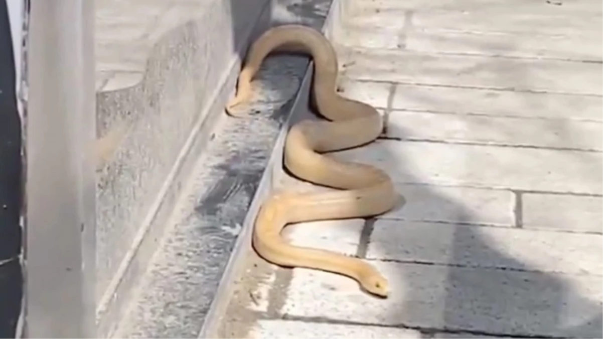 İstanbul Gaziosmanpaşa\'da caddede büyük yılan görüntülendi