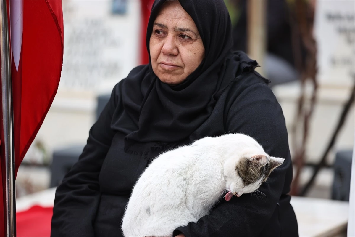 Gaziantep\'te Asri Mezarlık Şehitliğindeki Kedi, Şehit Ailelerinin Teselli Kaynağı Oldu