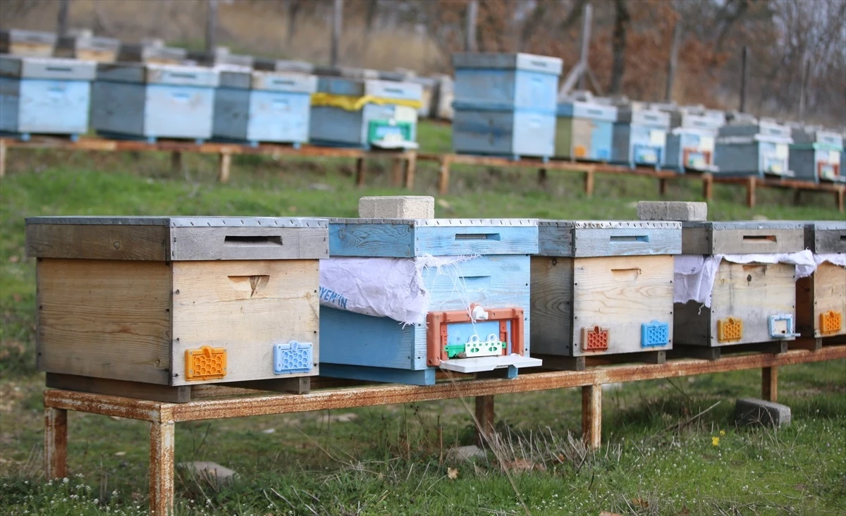 Küresel iklim değişikliği ve bilinçsiz ilaçlama arıları tehdit ediyor