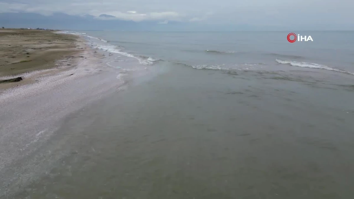 Akdeniz sahillerinde denizanası istilası devam ediyor: Burnaz sahili de denizanalarıyla kaplandı
