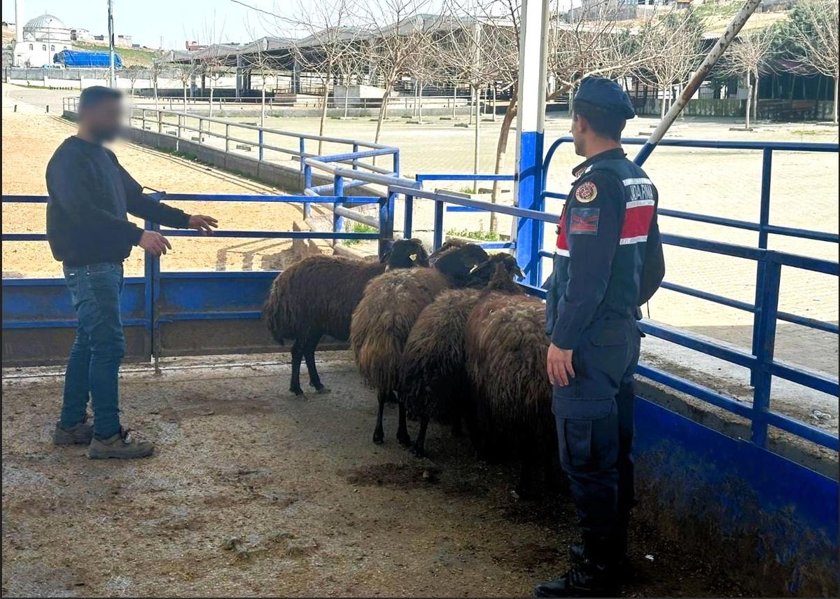 Gaziantep\'te 4 adet küçükbaş hayvanı çalan şüpheli yakalandı
