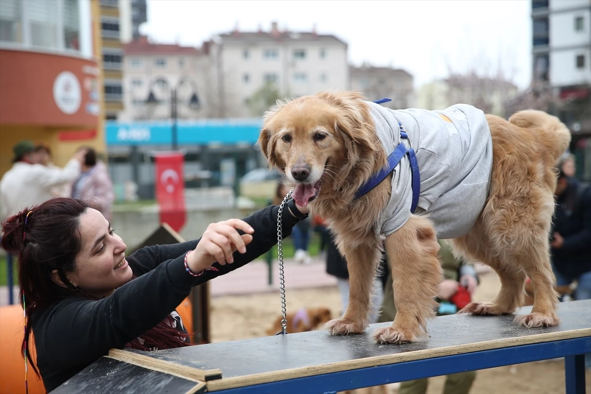 Edirne\'de Köpeklere Özel Pati Park Hizmete Girdi