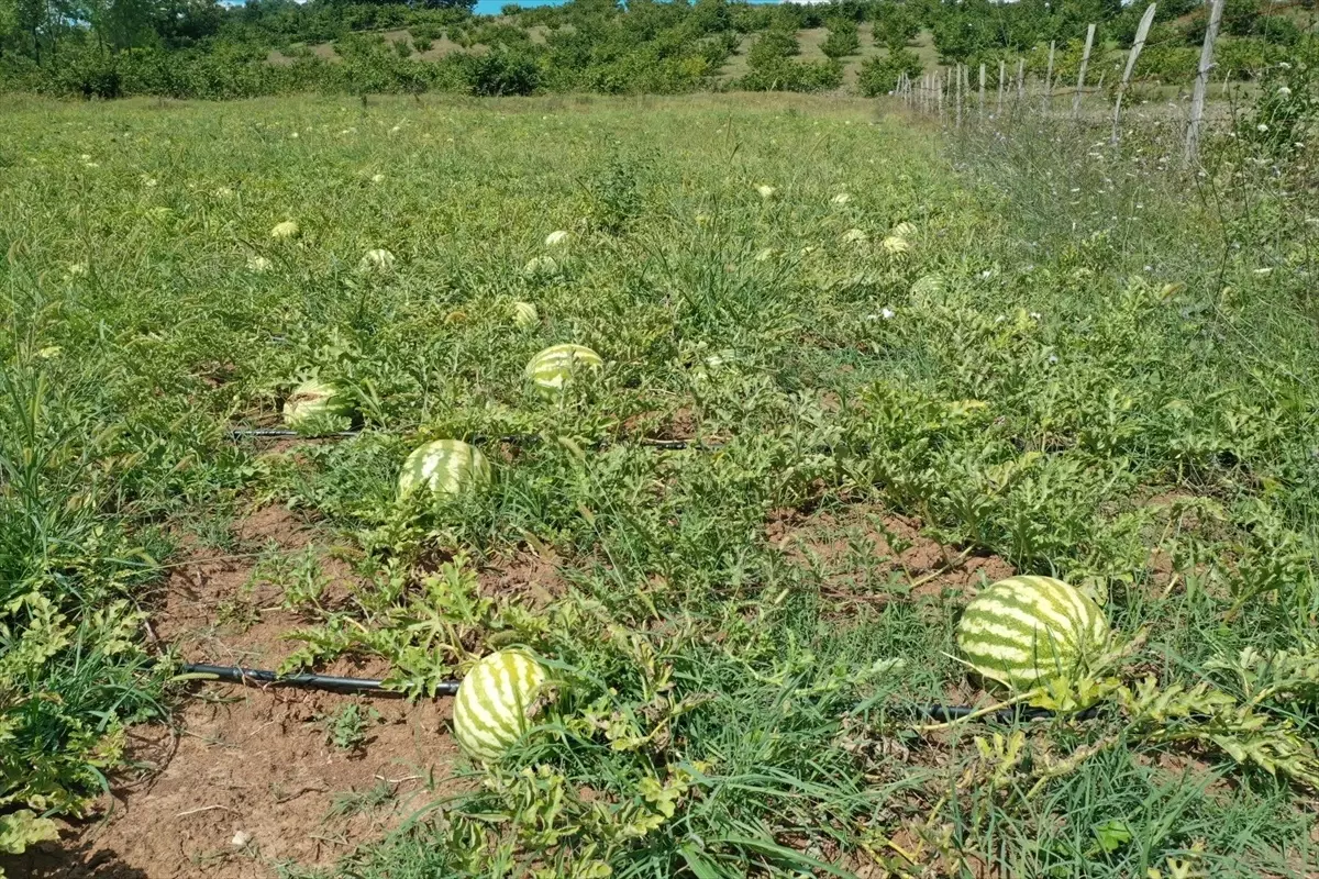 Kocaeli Büyükşehir Belediyesi Üreticilere Yüzde 50 Hibeli Karpuz Tohumu Desteği Verecek