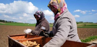 Bolu'da Patates Ekimi Başladı, Üreticiler Sezondan Umutlu