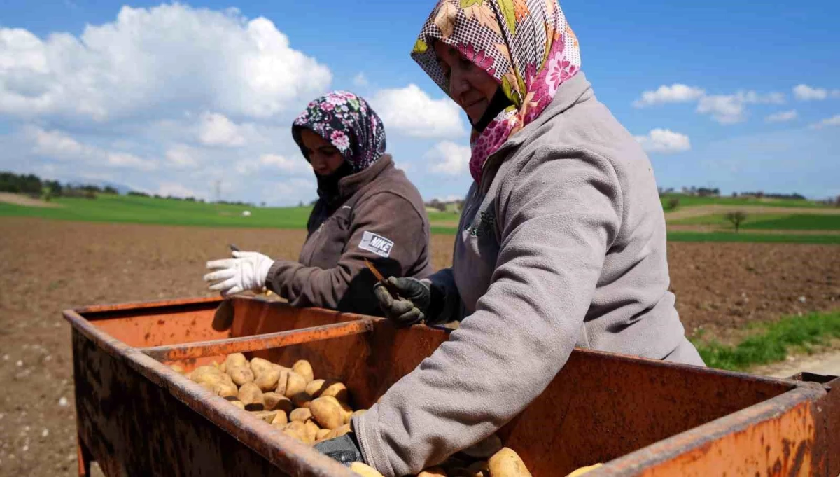 Bolu\'da Patates Ekimi Başladı, Üreticiler Sezondan Umutlu
