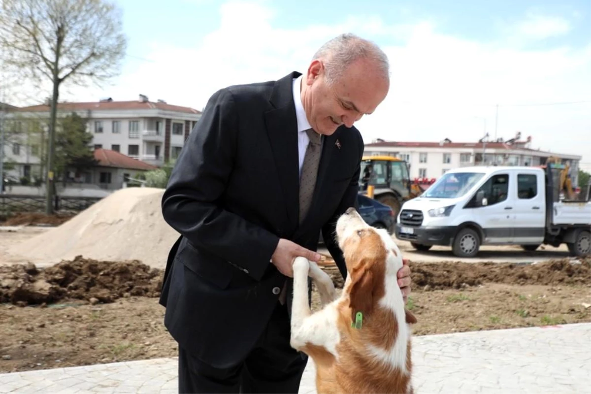 Düzce Belediyesi Sokak Köpekleri Sorununu Çözmek İçin Harekete Geçti