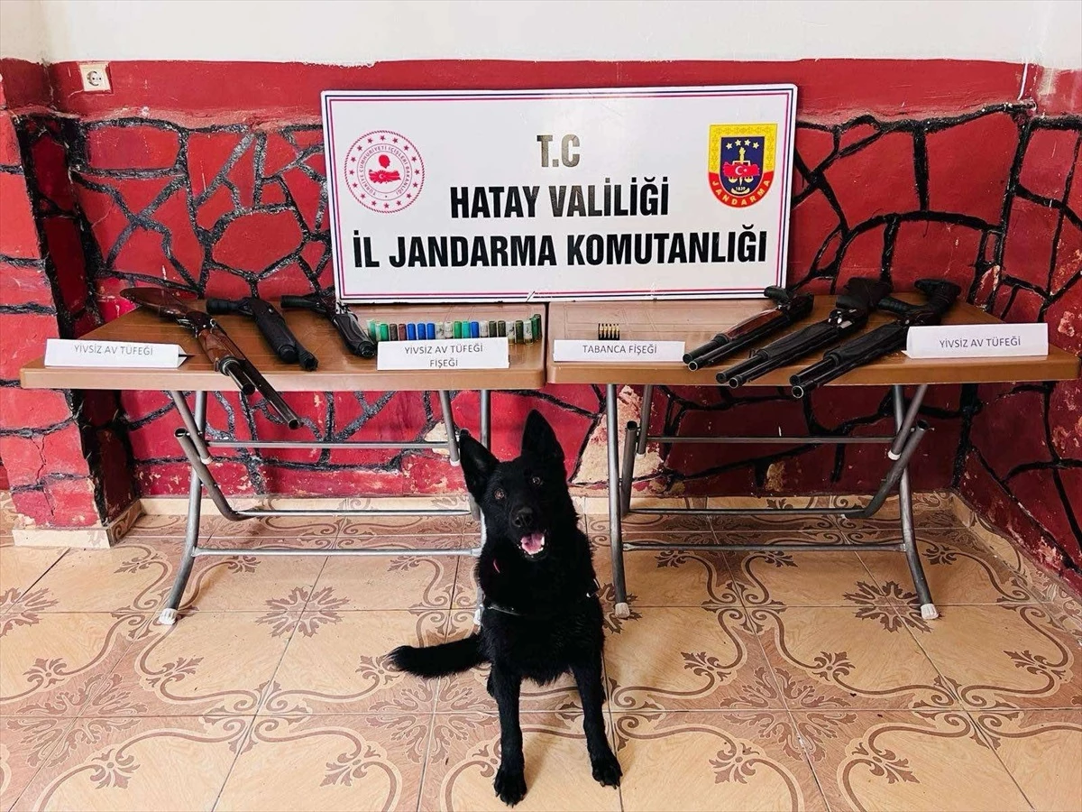 Yayladağı ve Kırıkhan\'da 20 av tüfeği ele geçirildi, 1 şüpheli gözaltına alındı