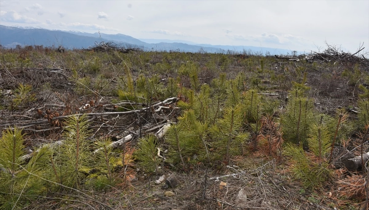 Sinop\'ta yangın sonucu zarar gören ormanlık alan yeniden ağaçlandırılıyor