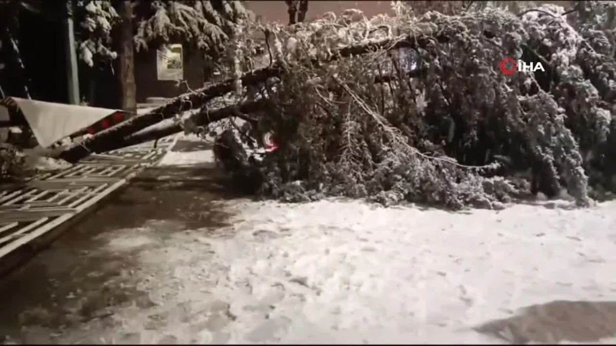 Van\'da aşırı kar yağışına dayanamayan ağaç yola devrildi