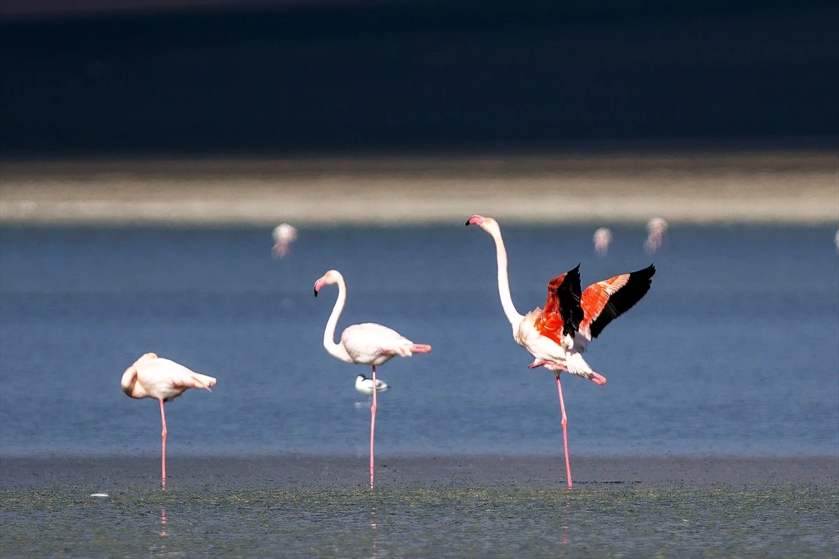 Konya\'da Flamingoların Yaşam Alanı Düden Gölü\'nde Su Çekildi