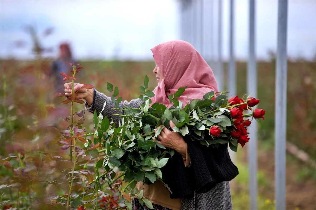 Osmaniye\'de Kadınlar Sera Kurarak Üretim Alanını Genişletti