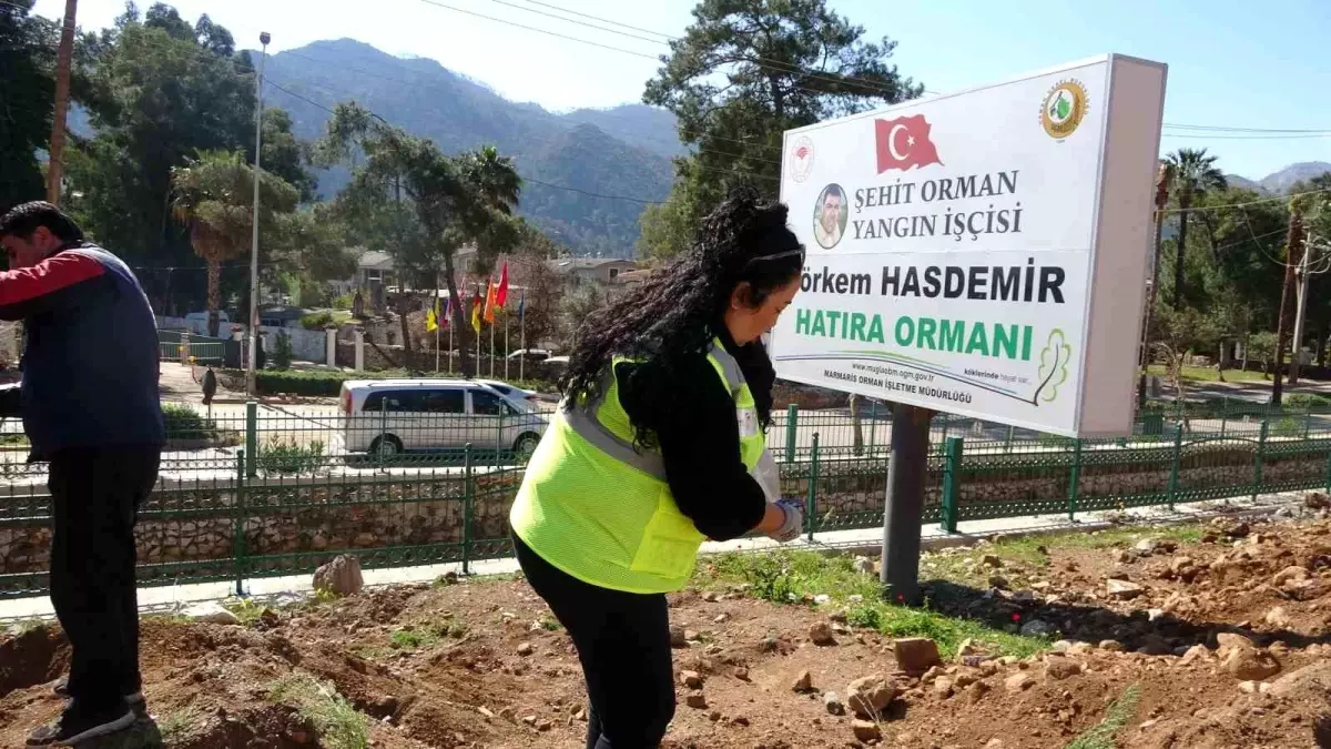 Marmaris\'te Orman Haftası etkinliği: Binlerce fidan toprakla buluştu