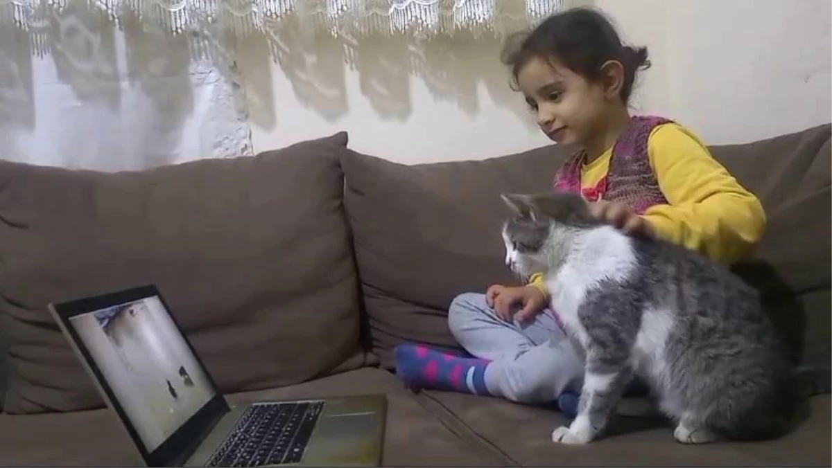 Kars\'ta 5 yaşındaki kedi, çizgi film ve oyun bağımlısı oldu