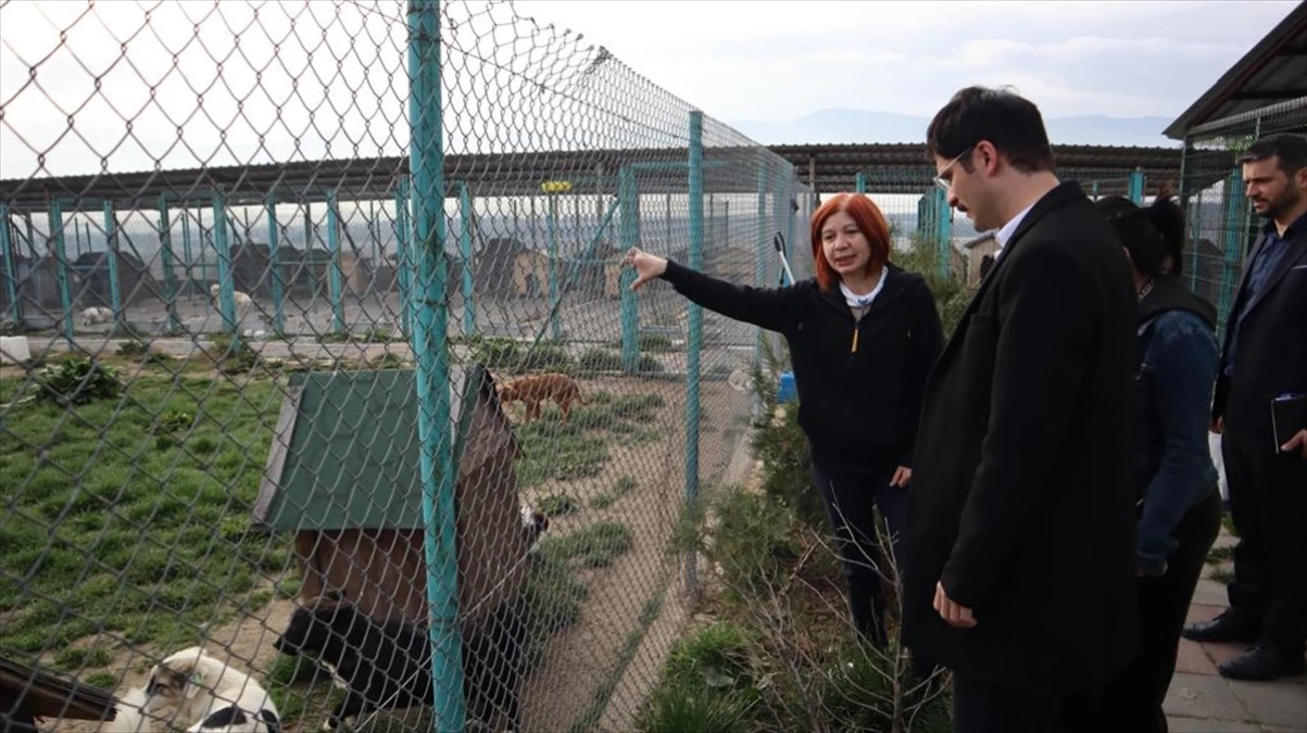 AK Parti Bolu Belediye Başkan Adayı Demirkol, sahipsiz hayvanlara yönelik projeleri anlattı