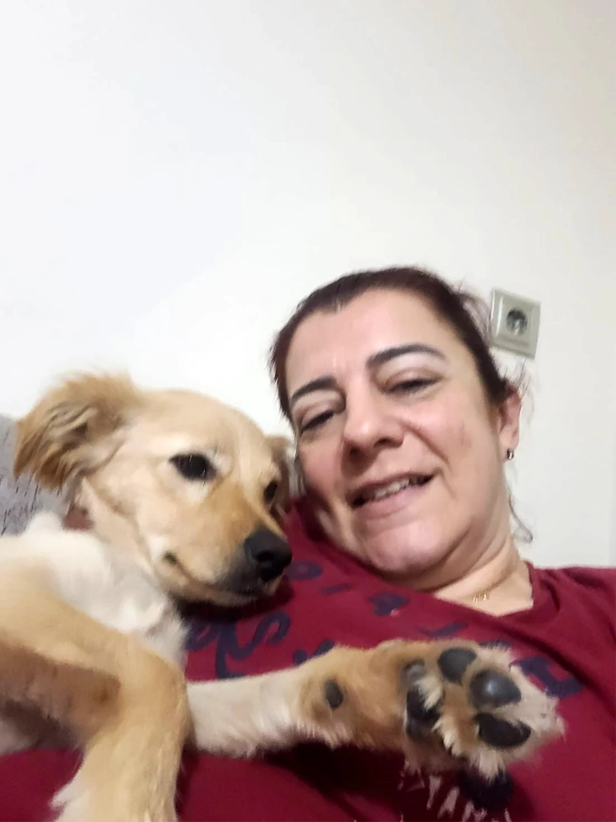 Aydın\'da Eğitime Gönderilen Köpekler Telef Oluyor