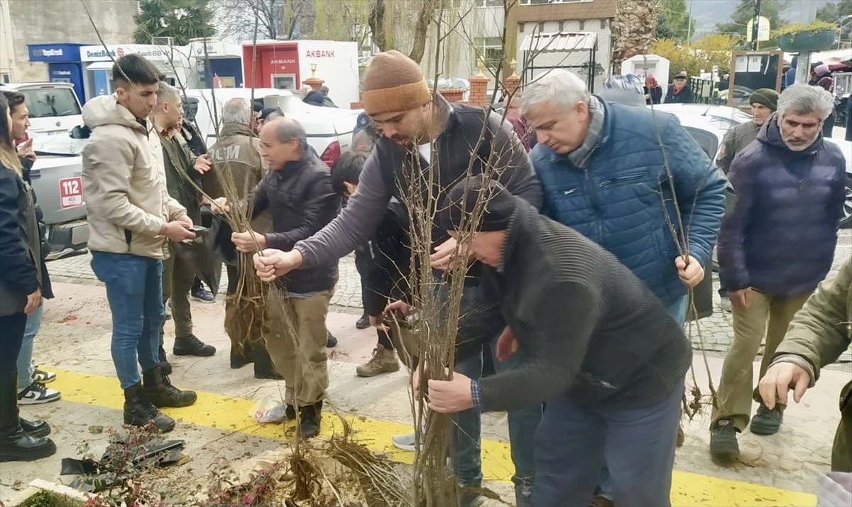 Sinop\'un Gerze ilçesinde Orman Haftası kapsamında vatandaşlara fidan dağıtıldı