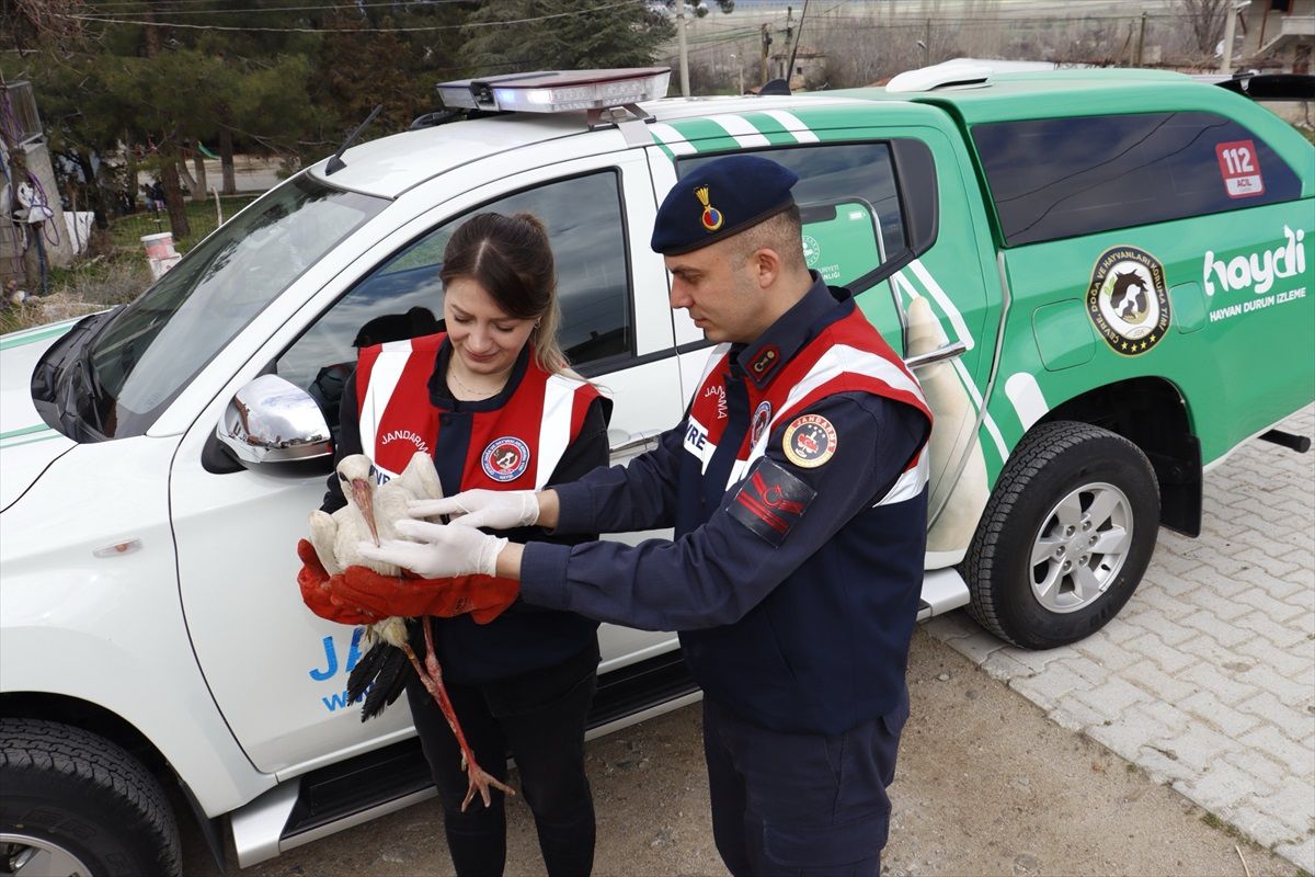 Isparta\'da cami avlusuna düşen leylek jandarma tarafından kurtarıldı
