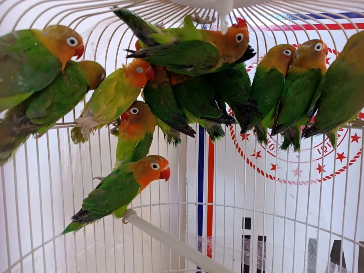 Salihli\'de Kaçak Cennet Papağanları Ele Geçirildi