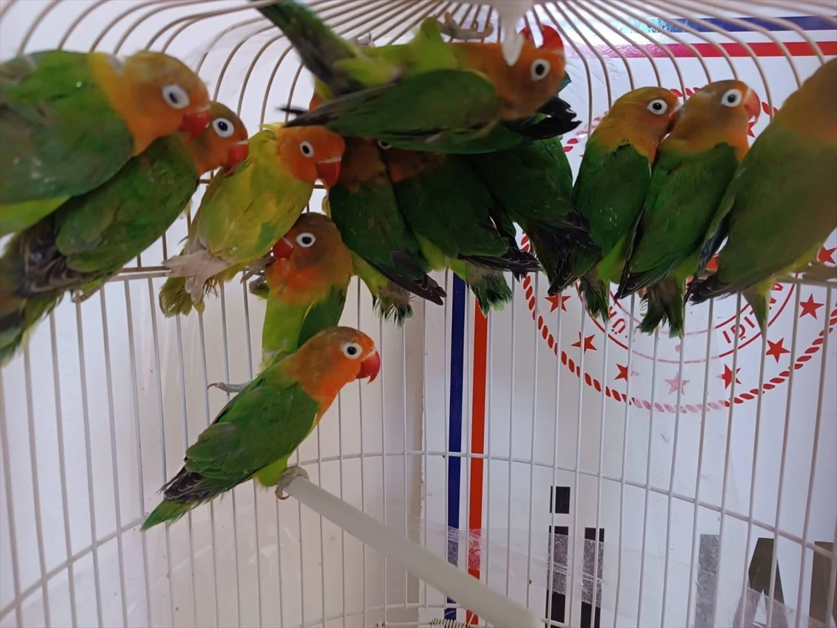 Salihli\'de Kırmızı Gagalı Cennet Papağanı Ticareti Yapan Kişiye Yüksek Para Cezası