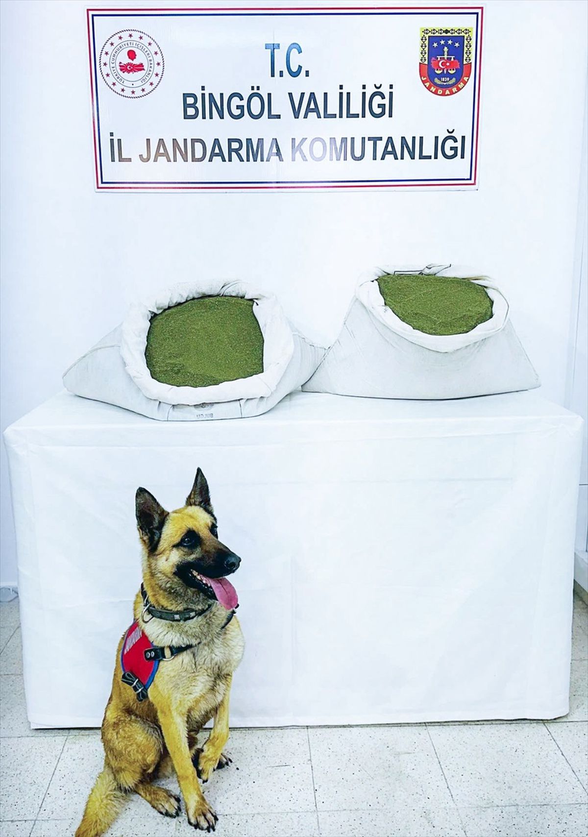 Bingöl\'ün Genç ilçesinde 45 kilogram toz esrar ele geçirildi
