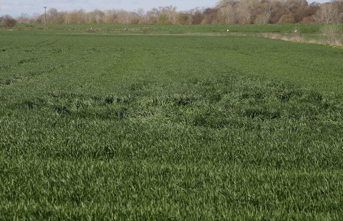 Edirne\'de Sıcaklık Artışı Buğday Tarlalarında Kökboğaz Hastalığına Neden Oluyor