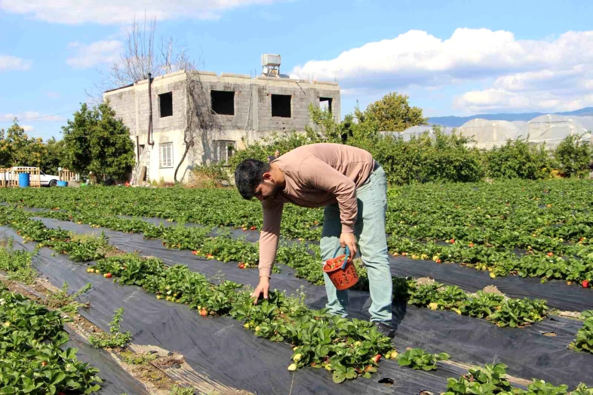 Depremin Vurduğu Hatay\'da Çilek Hasadı Başladı