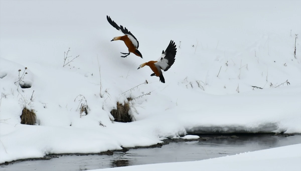 Kars\'ta Yoğun Kar Yağışı Sonucu Yaban Kuşları Yiyecek Ararken Görüntülendi
