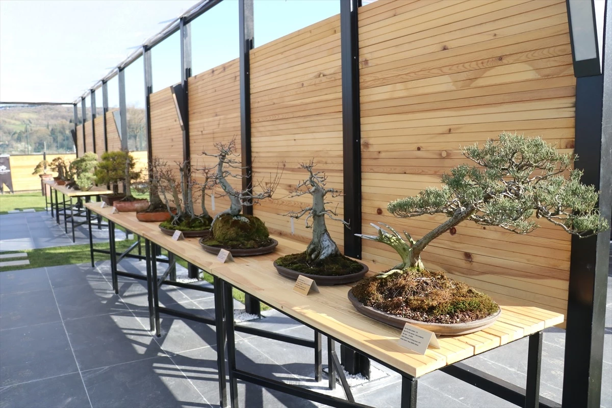 Türkiye\'nin ilk "bonsai müzesi" Yalova\'da açıldı