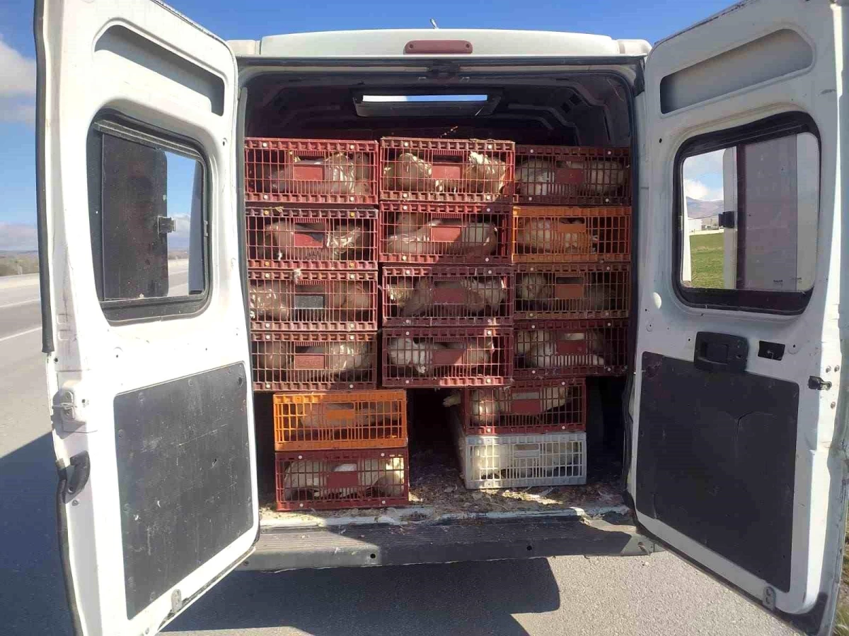 Afyonkarahisar\'da Kaçak Bin 200 Tavuk Taşıyan Şahsa 29 Bin TL Para Cezası