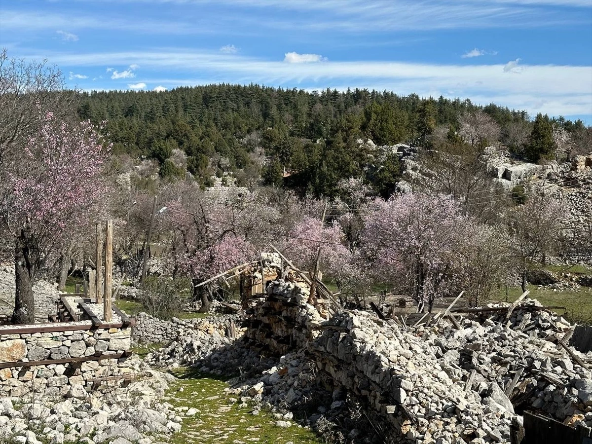 Akseki\'de Badem Ağaçları Çiçek Açtı, Bölge Renklendi