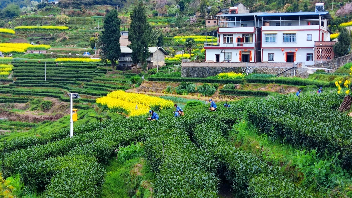 Çin\'in Chongqing kentinde bahar çayı hasadı başladı