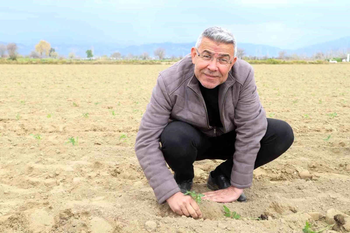 Köşk Belediye Başkanı Nuri Güler, Tarım İşçileriyle Domates Fidesi Dikti