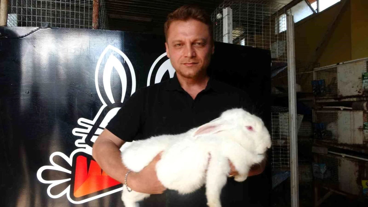 Çukurova Üniversitesi, Adana\'da üretilen tavşanları endüstriyel üretime kazandırıyor