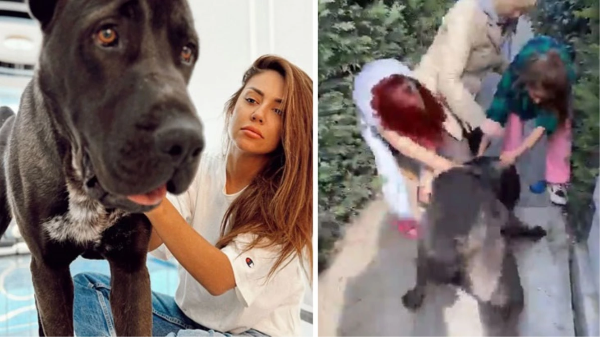 Sosyal medya fenomeni Banu Parlak\'ın köpeği komşusunun köpeğini öldürdü