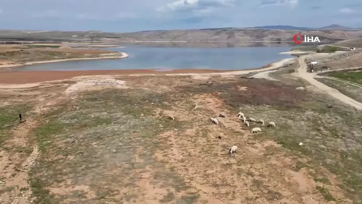 Kızılırmak Nehri\'nde Kuraklık Alarmı: Baraj Sularının Çekildiği Alanda Koyunlar Otluyor