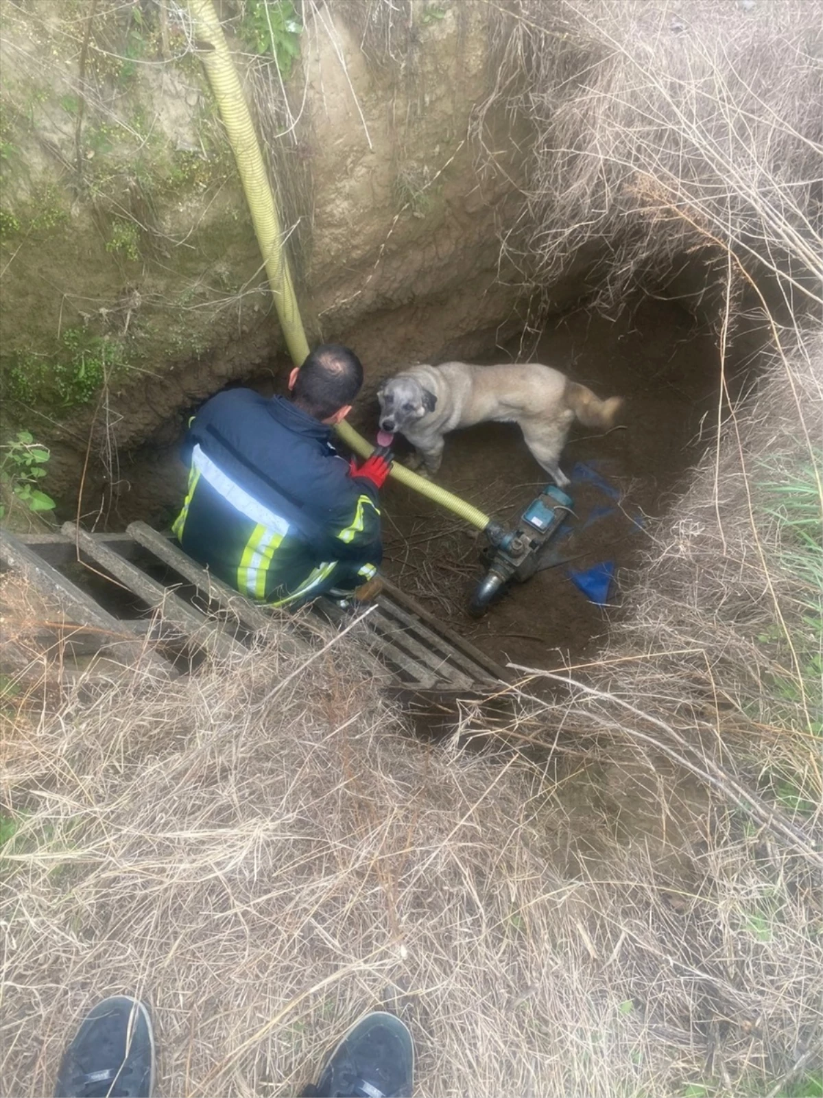 Salihli\'de sulama tahliye havuzuna düşen köpek itfaiye ekiplerince kurtarıldı