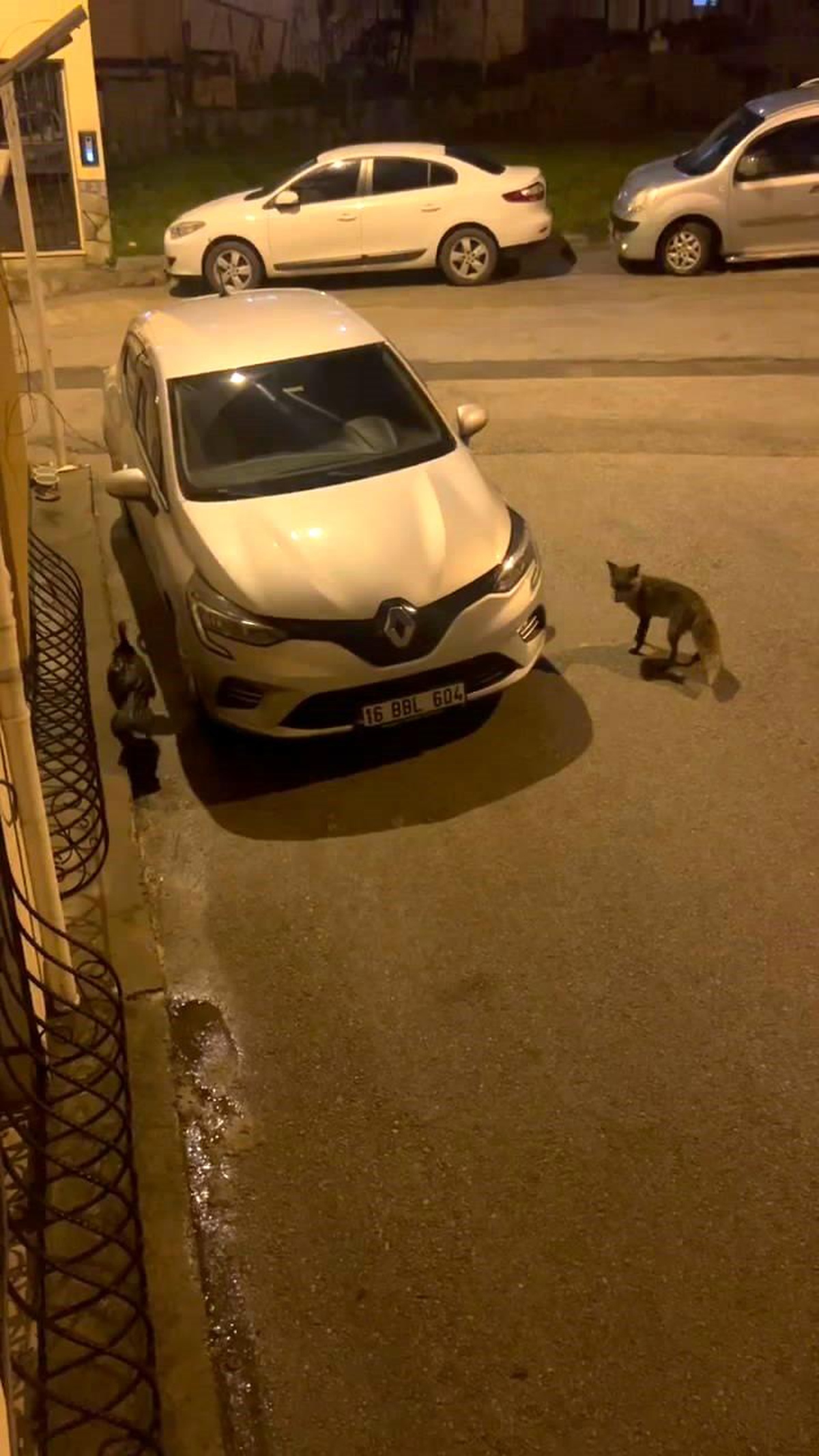 Bursa\'da aç kalan tilki, şehir merkezine kadar indi
