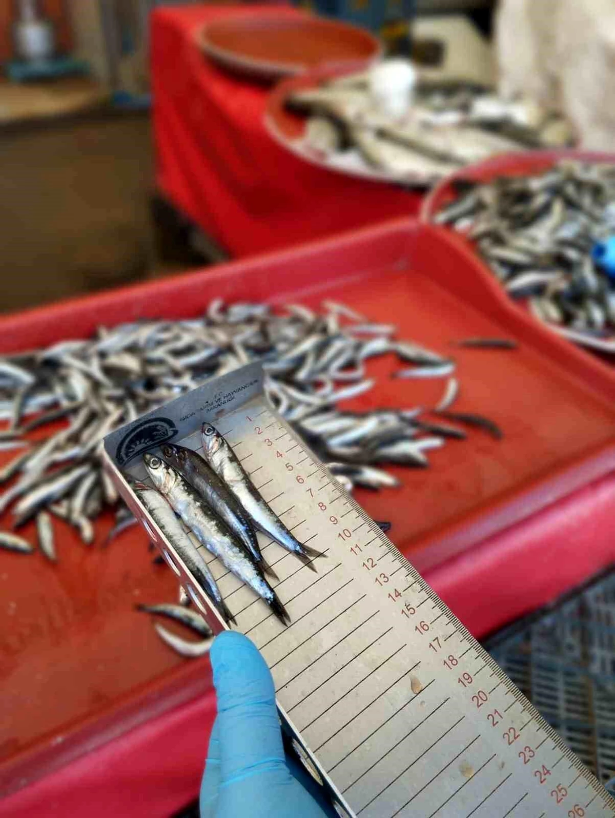 Beyşehir\'deki Balık Satış Yerleri Denetlendi
