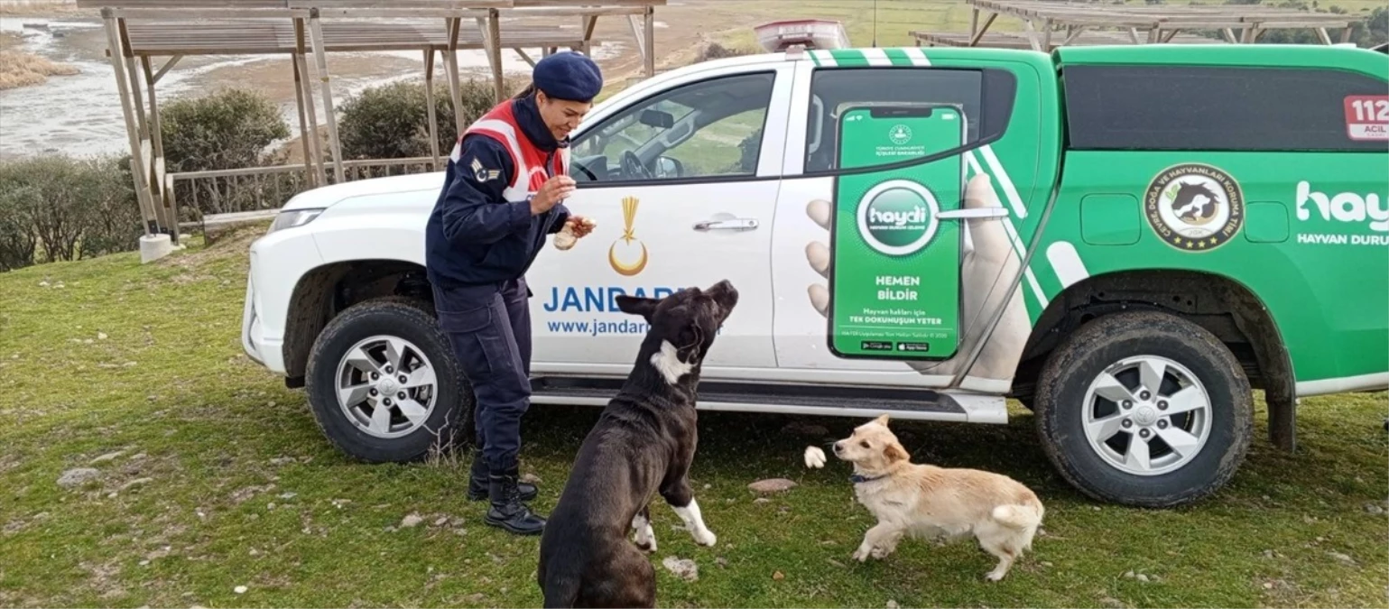 Edirne\'de Jandarma Ekipleri Gala Gölü Milli Parkı\'nda Sahipsiz Hayvanlara Besleme Yaptı