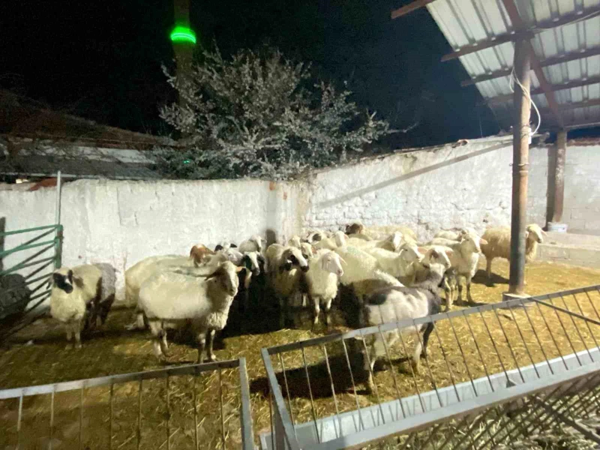 Konya\'da 30 koyun çalındı, 1 şüpheli gözaltına alındı