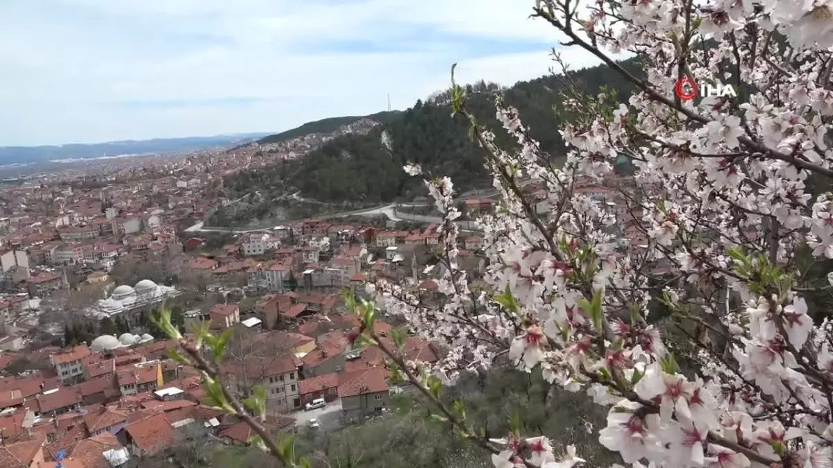 Kütahya\'da baharın gelişiyle badem ağaçları çiçek açtı