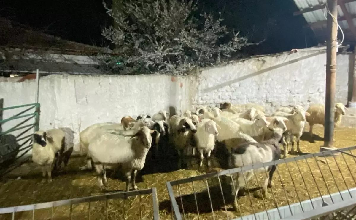 Konya\'da Kuzeninin 30 Küçükbaş Hayvanını Çalan Şüpheli Gözaltına Alındı