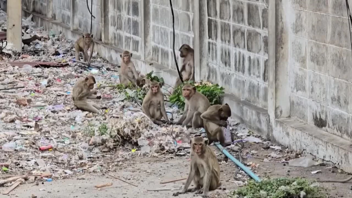 Tayland\'da maymun istilası: Şehirdeki maymunlar toplanıyor