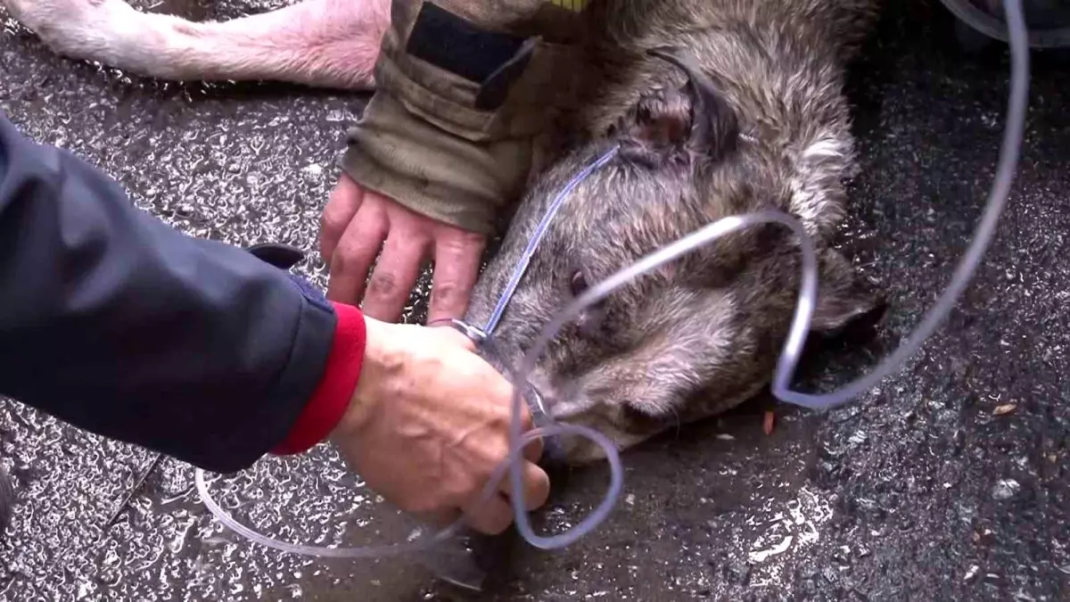 Küçükçekmece\'de Yangında Mahsur Kalanlar Kurtarıldı, Köpek İçin Seferberlik